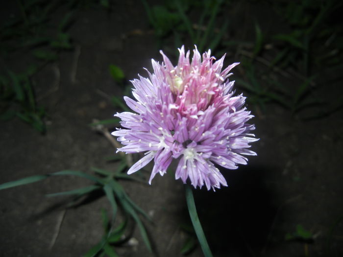 Allium schoenoprasum (2015, May 16)