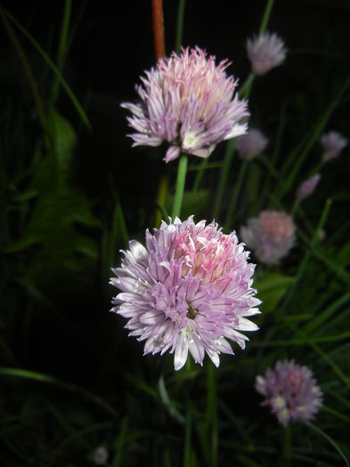 Allium schoenoprasum (2015, May 16)