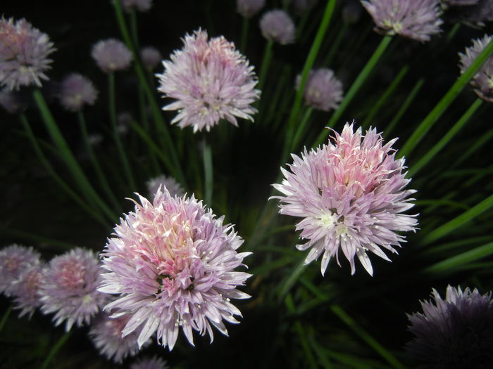 Allium schoenoprasum (2015, May 16) Allium schoenoprasum (2015, May 16)
