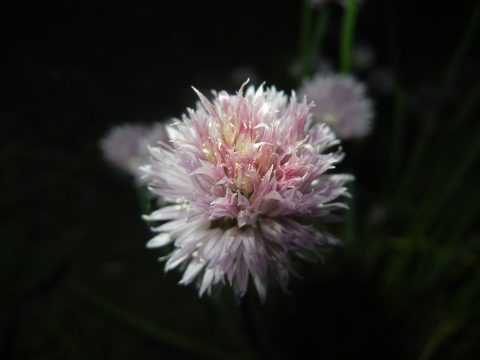 Allium schoenoprasum (2015, May 16)