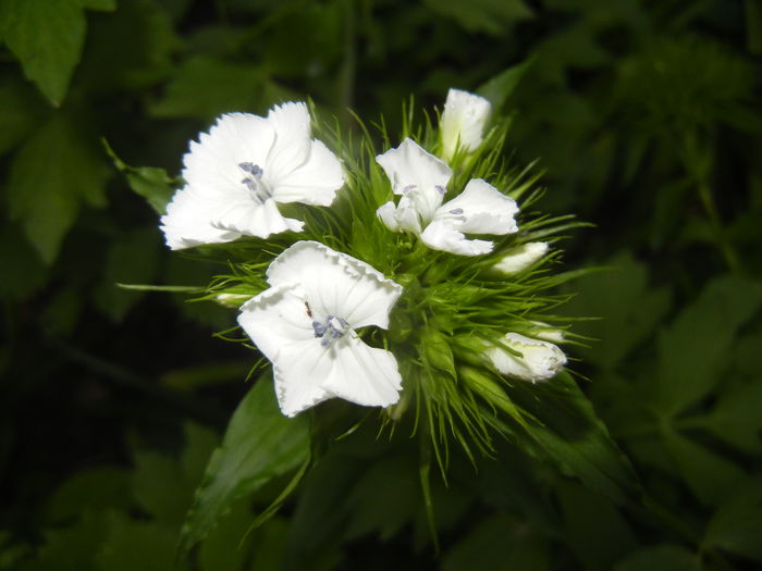 Dianthus barbatus (2015, May 17) - Dianthus Barbatus