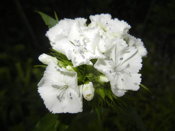 Dianthus barbatus (2015, May 17) - Dianthus Barbatus