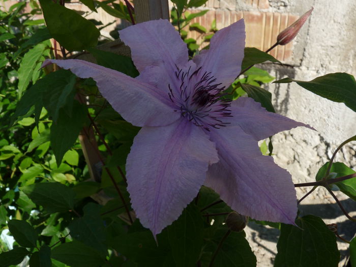 P1060437 - Clematis