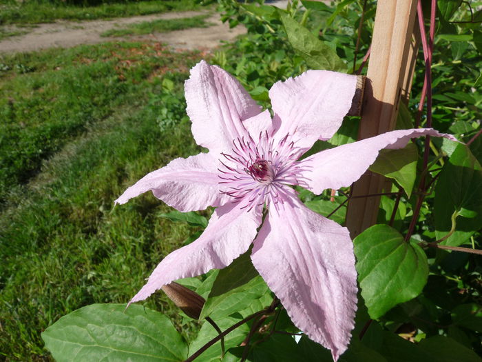 P1060438 - Clematis