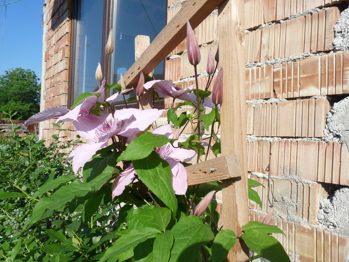 P1060439 - Clematis