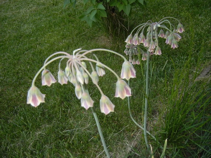 Allium siculum (2015, May 17)