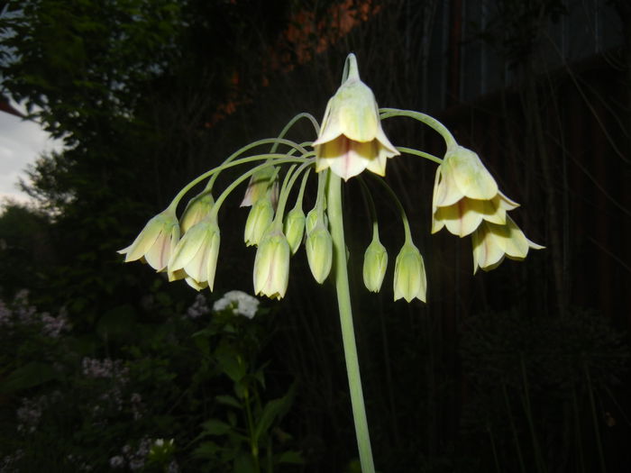 Allium siculum (2015, May 17)