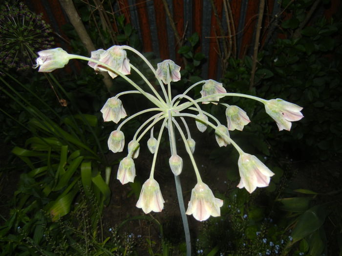 Allium siculum (2015, May 17)