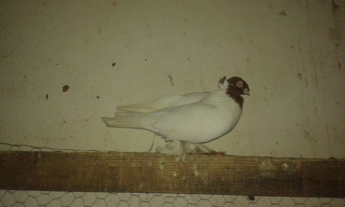 mascul JDB perechea 2
