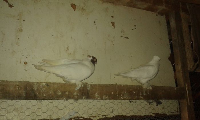 per 2
