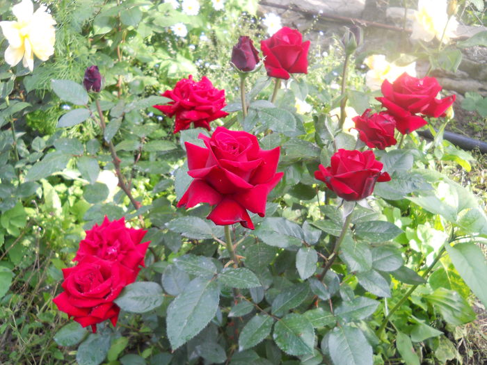 DSCN7760 - A42 TRANDAFIRI 2015
