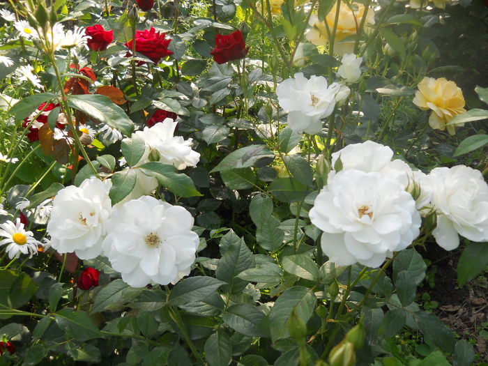 DSCN7767 - A42 TRANDAFIRI 2015