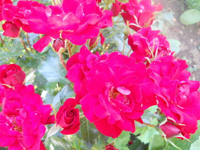 DSCN7777 - A42 TRANDAFIRI 2015
