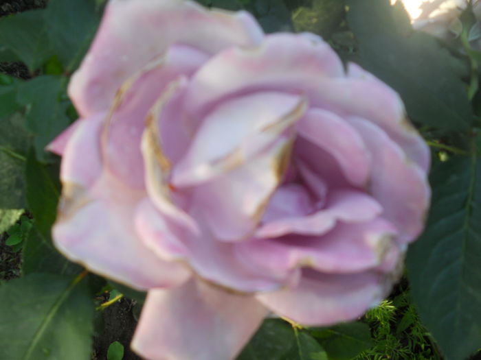 DSCN7782 - A42 TRANDAFIRI 2015