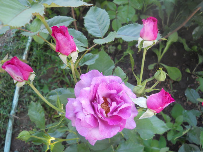 DSCN7786 - A42 TRANDAFIRI 2015