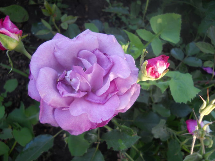 DSCN7787 - A42 TRANDAFIRI 2015