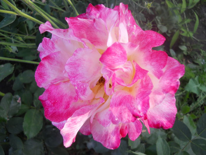 DSCN7788 - A42 TRANDAFIRI 2015