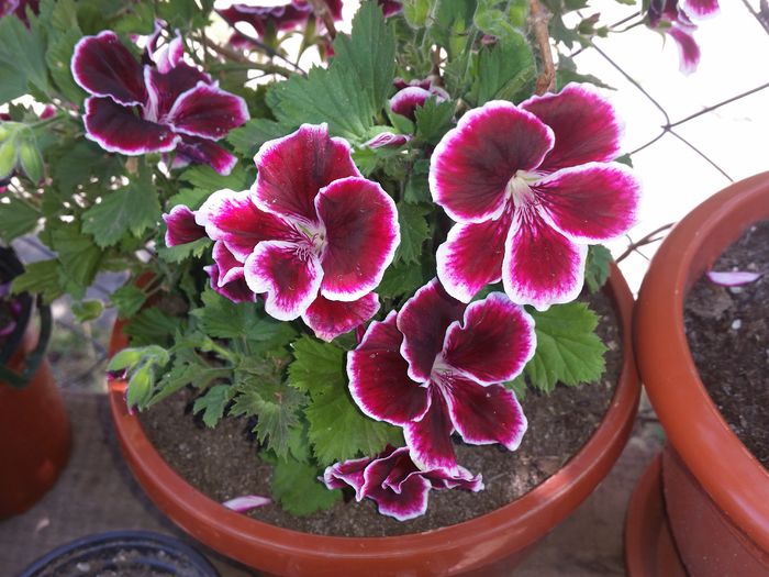 20150530_114850 - Mai 2015