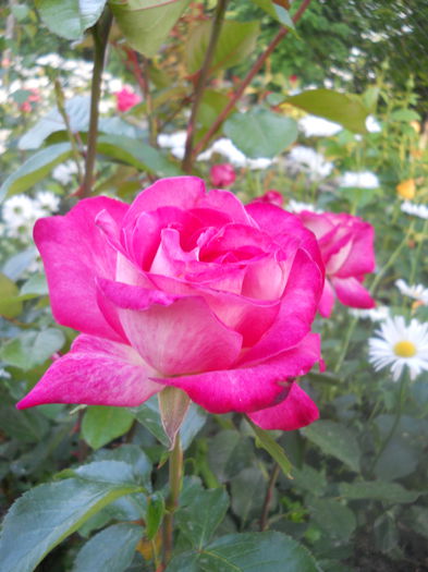 DSCN7791 - A42 TRANDAFIRI 2015