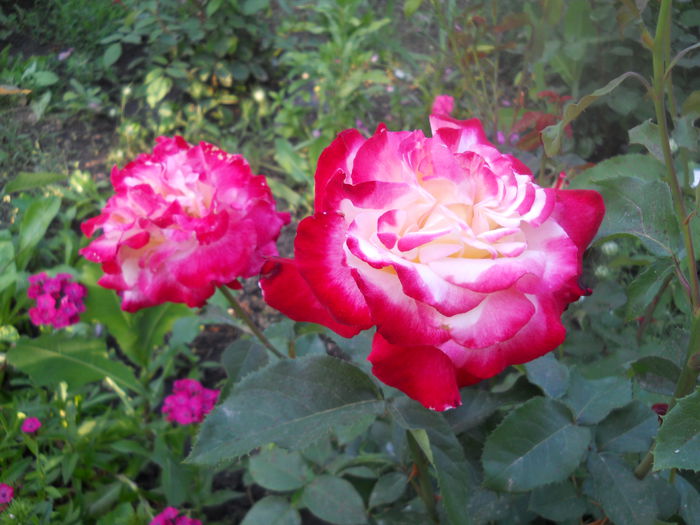DSCN7798 - A42 TRANDAFIRI 2015