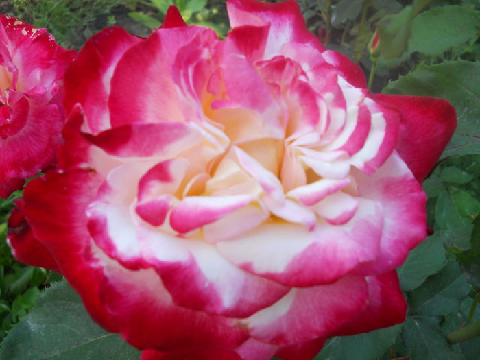 DSCN7799 - A42 TRANDAFIRI 2015
