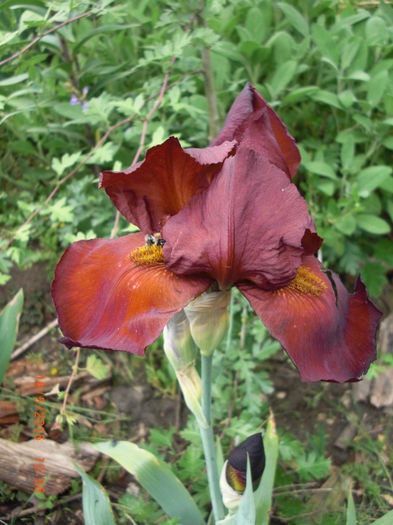 iris bordo
