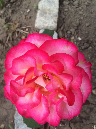 ^leo ferre la 8zile - Trandafiri plantati pe 15 01 2015 poze reale nu copiate
