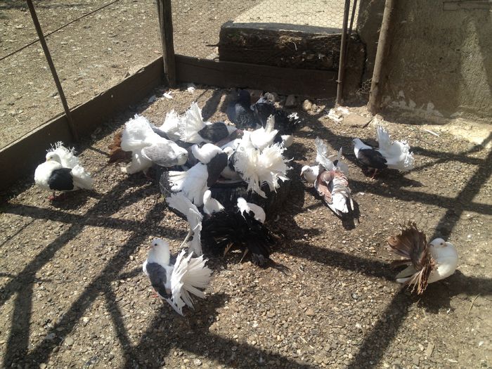 IMG_3686 - 22_PORUMBEII LA BAIE