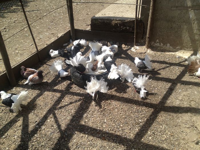 IMG_3690 - 22_PORUMBEII LA BAIE