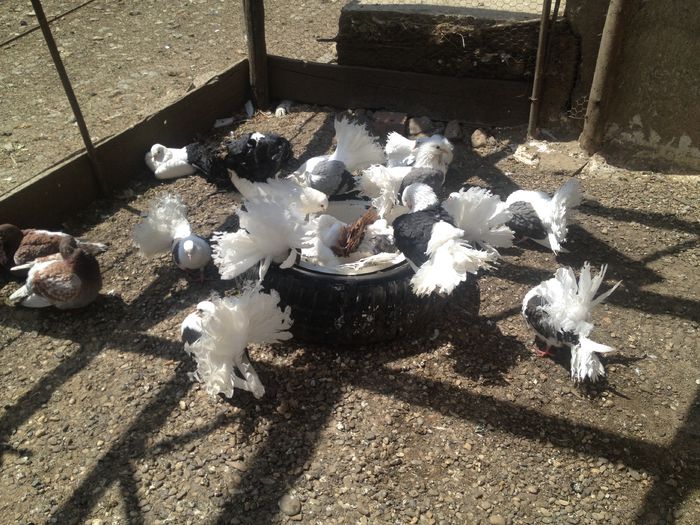 IMG_3692 - 22_PORUMBEII LA BAIE