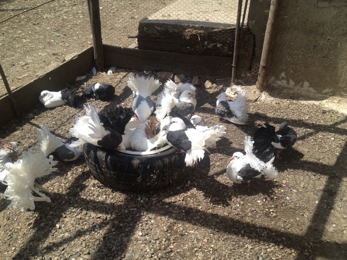 IMG_3693 - 22_PORUMBEII LA BAIE