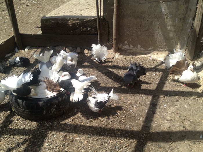 IMG_3694 - 22_PORUMBEII LA BAIE