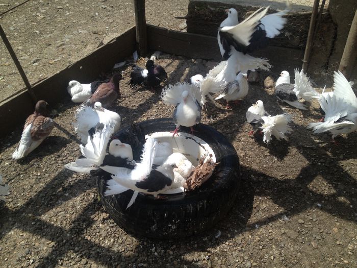 IMG_3696 - 22_PORUMBEII LA BAIE