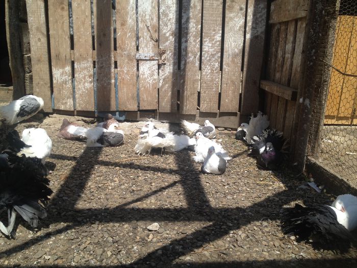 IMG_3700 - 22_PORUMBEII LA BAIE