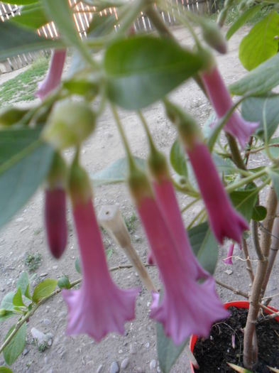 SAM_5472 - brugmansii-daturi-iochrome-2015