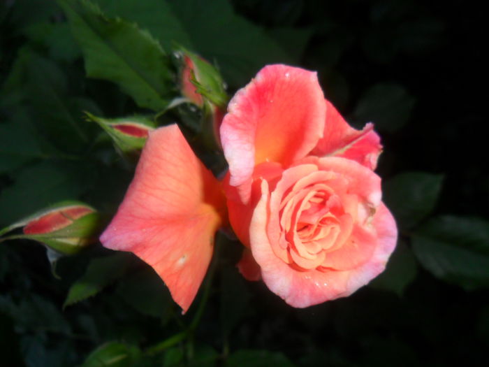 SAM_5474 - roze 2015