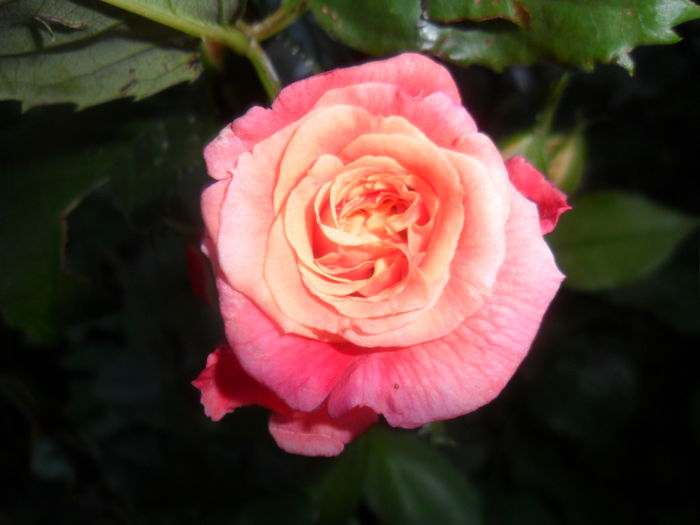 SAM_5476 - roze 2015
