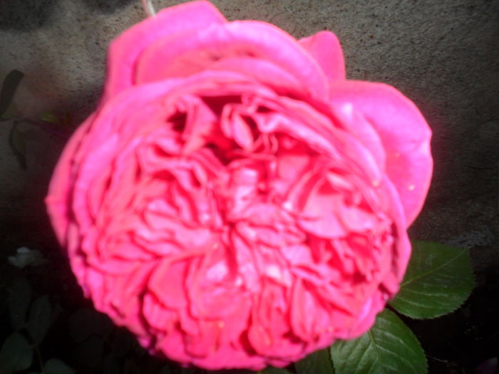 SAM_5480