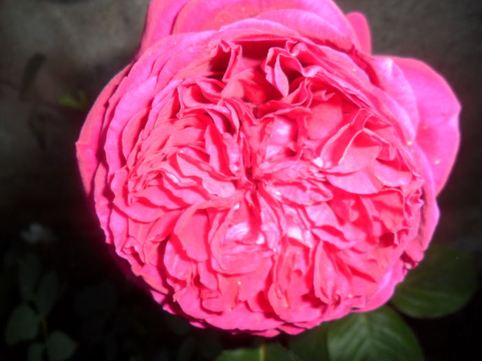 SAM_5481 - roze 2015