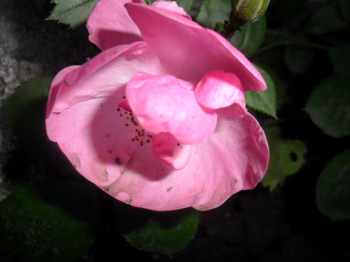 SAM_5483 - roze 2015