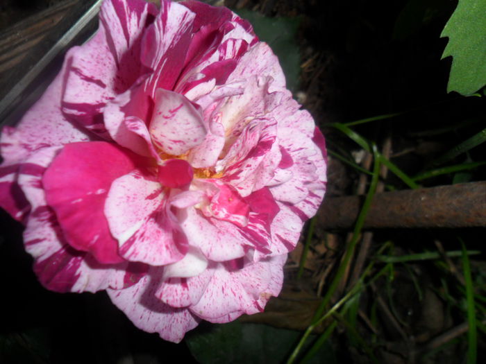 SAM_5488 - roze 2015