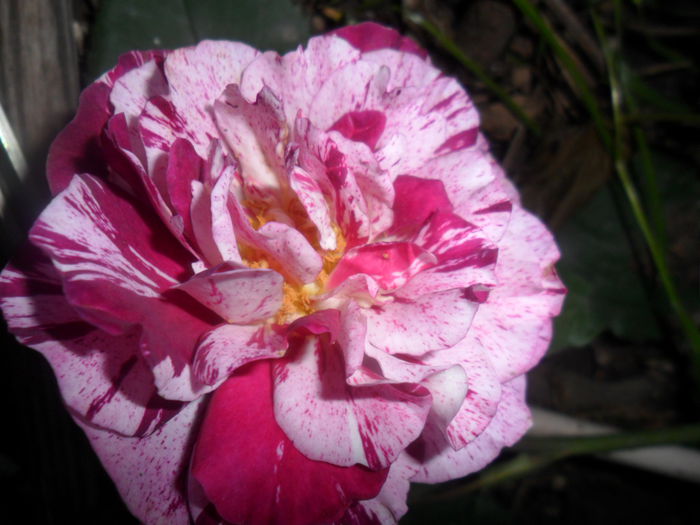 SAM_5489 - roze 2015