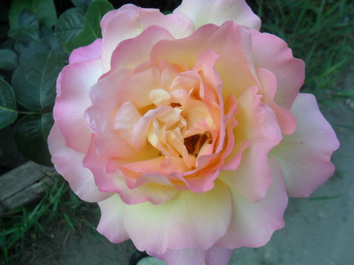SAM_5491 - roze 2015