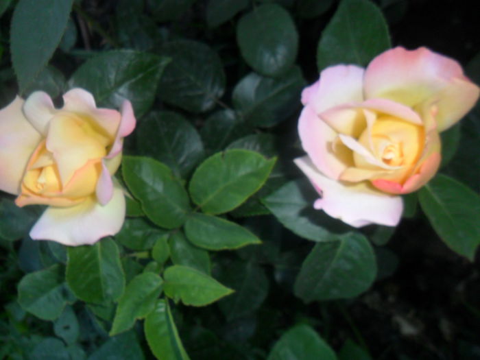 SAM_5494 - roze 2015