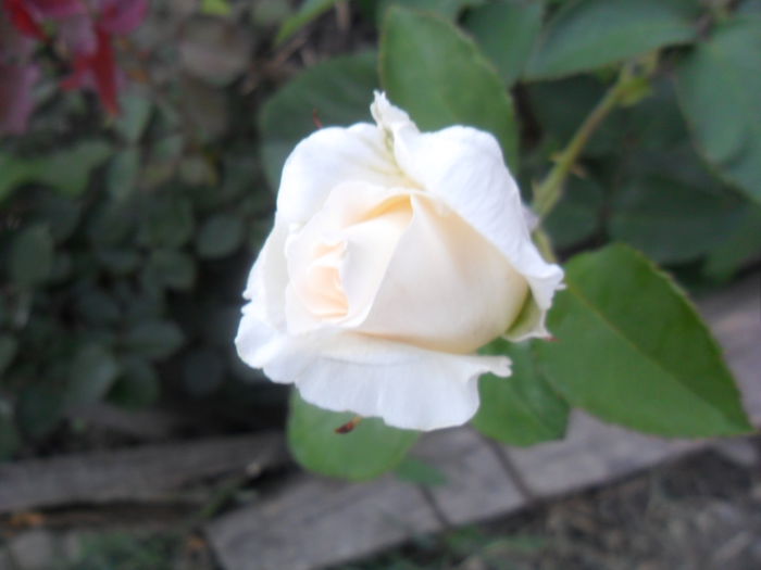 SAM_5496