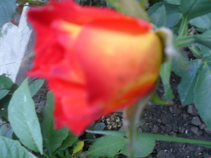 SAM_5498