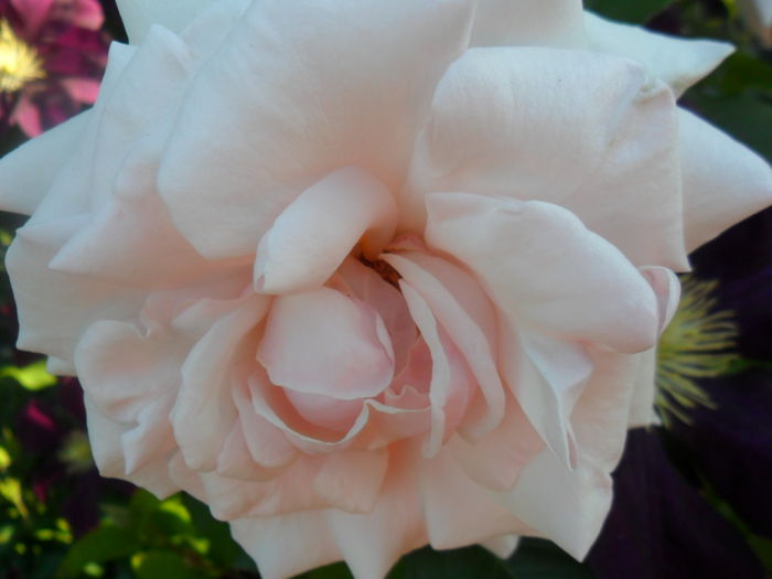 SAM_5507 - roze 2015