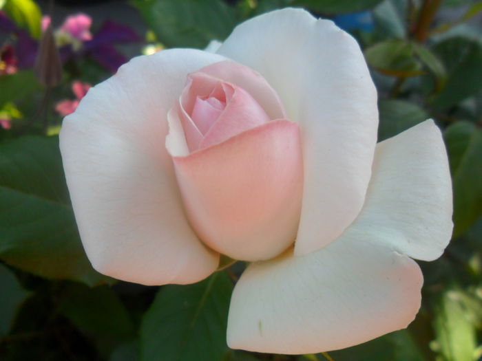SAM_5508 - roze 2015