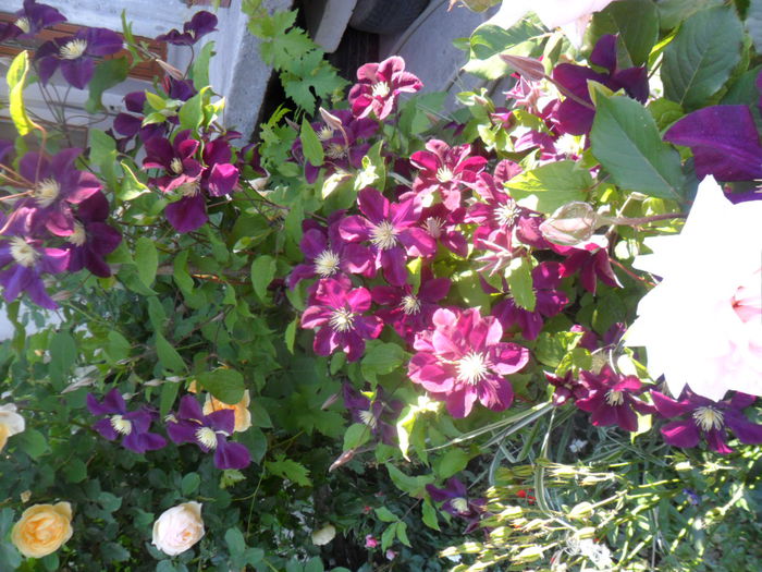 SAM_5509 - roze 2015