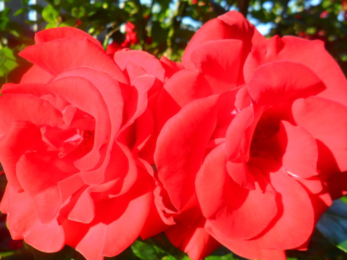 SAM_5515 - roze 2015